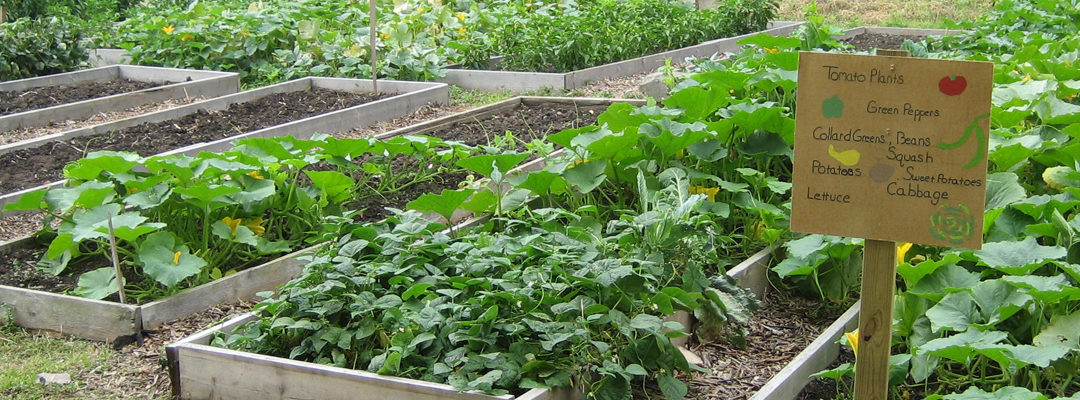 community garden